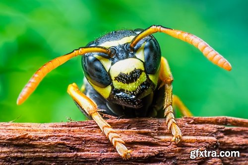 Collection of wasp hive insect a sting 25 HQ Jpeg