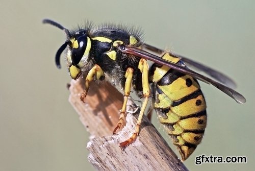 Collection of wasp hive insect a sting 25 HQ Jpeg