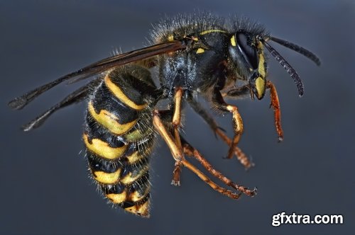 Collection of wasp hive insect a sting 25 HQ Jpeg