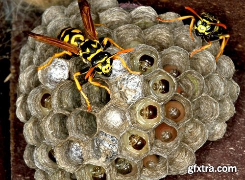 Collection of wasp hive insect a sting 25 HQ Jpeg