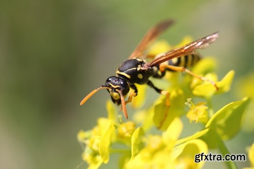 Collection of wasp hive insect a sting 25 HQ Jpeg