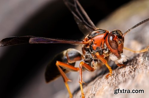 Collection of wasp hive insect a sting 25 HQ Jpeg