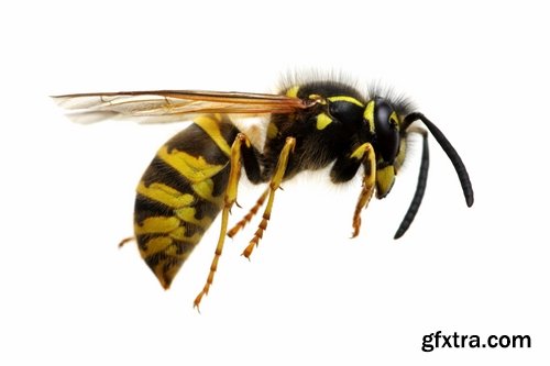 Collection of wasp hive insect a sting 25 HQ Jpeg