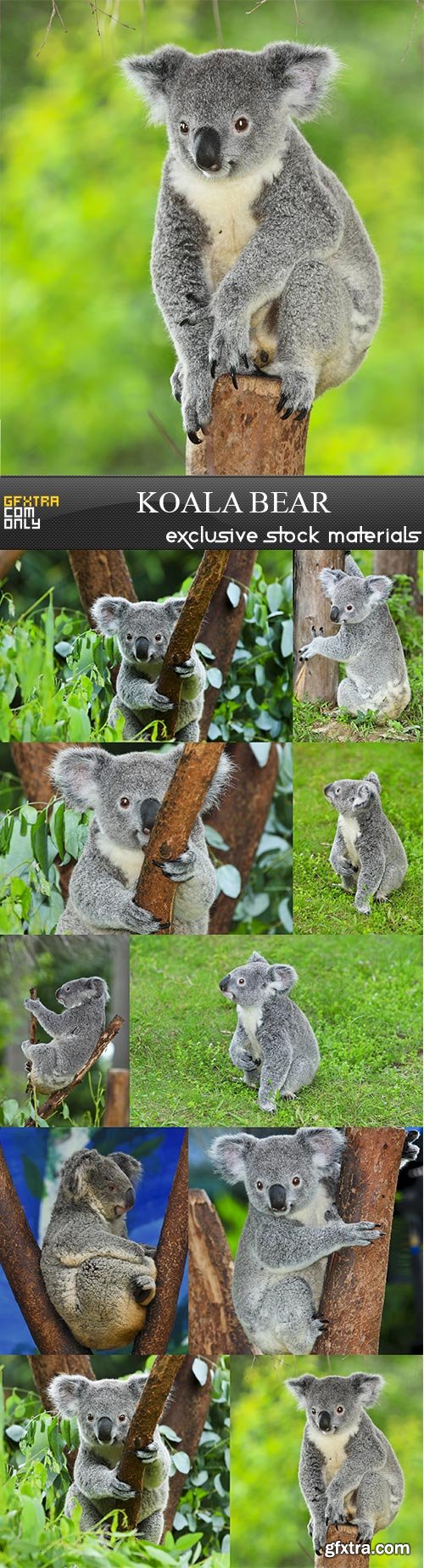 Koala bear, 10  x  UHQ JPEG