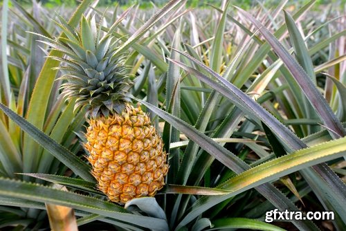 Collection pineapple fruit juice 25 HQ Jpeg