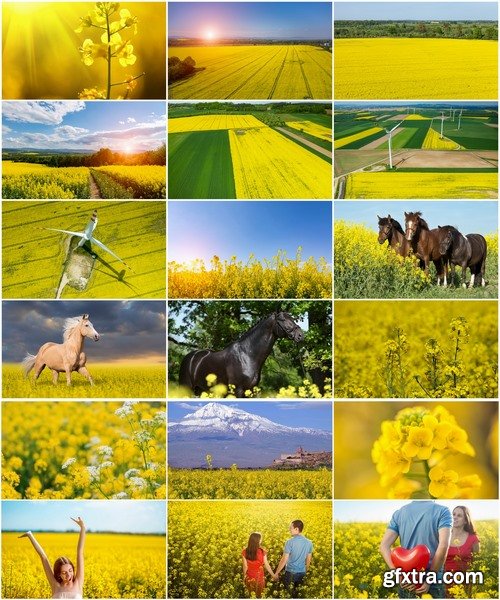 Collection colza rapeseed field flower alternative energy 25 HQ Jpeg