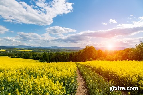 Collection colza rapeseed field flower alternative energy 25 HQ Jpeg