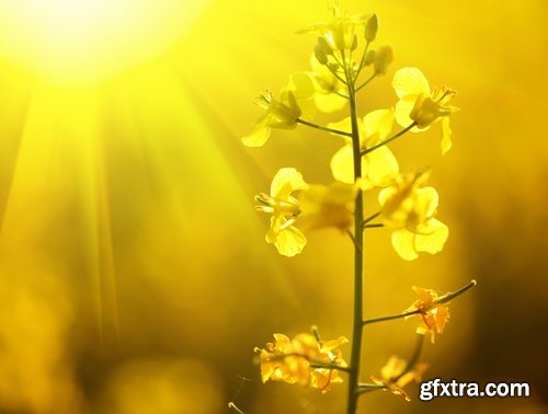 Collection colza rapeseed field flower alternative energy 25 HQ Jpeg