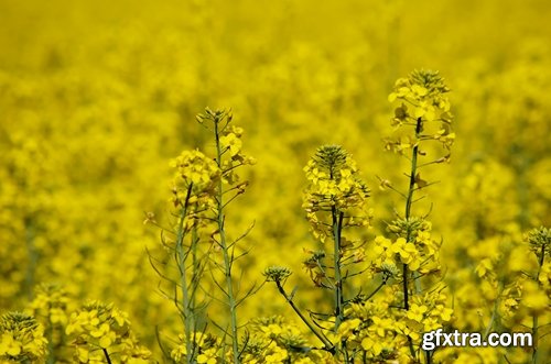 Collection colza rapeseed field flower alternative energy 25 HQ Jpeg