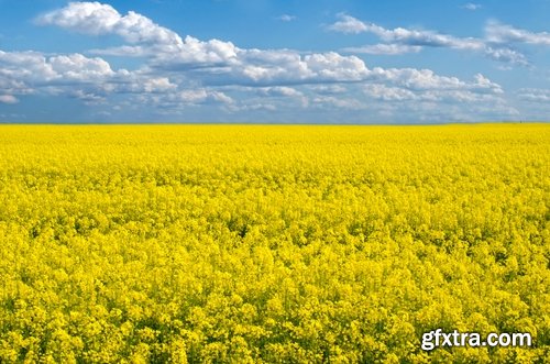 Collection colza rapeseed field flower alternative energy 25 HQ Jpeg