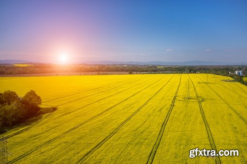 Collection colza rapeseed field flower alternative energy 25 HQ Jpeg