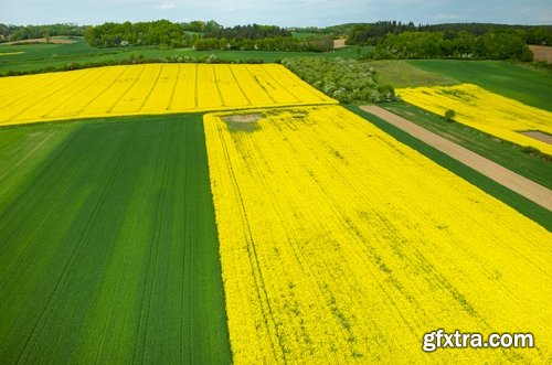 Collection colza rapeseed field flower alternative energy 25 HQ Jpeg