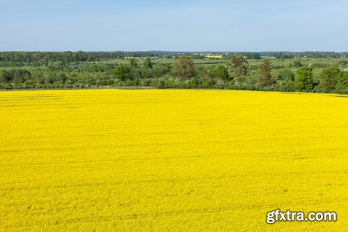 Collection colza rapeseed field flower alternative energy 25 HQ Jpeg