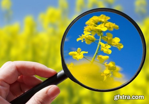 Collection colza rapeseed field flower alternative energy 25 HQ Jpeg