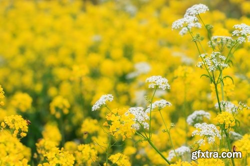 Collection colza rapeseed field flower alternative energy 25 HQ Jpeg