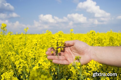 Collection colza rapeseed field flower alternative energy 25 HQ Jpeg