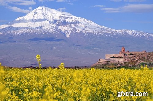 Collection colza rapeseed field flower alternative energy 25 HQ Jpeg