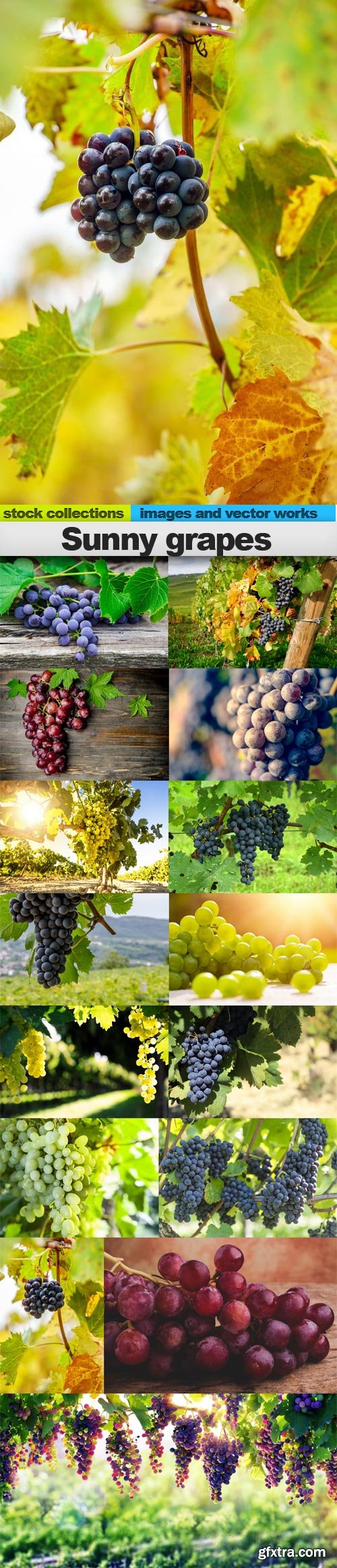 Sunny grapes, 15 x UHQ JPEG