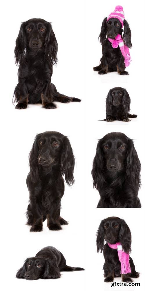 Black Dachshund Dog