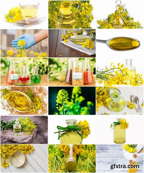 Collection of colza oil flower 25 HQ Jpeg