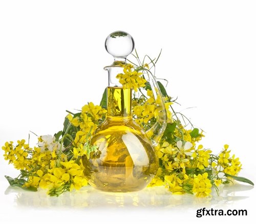 Collection of colza oil flower 25 HQ Jpeg