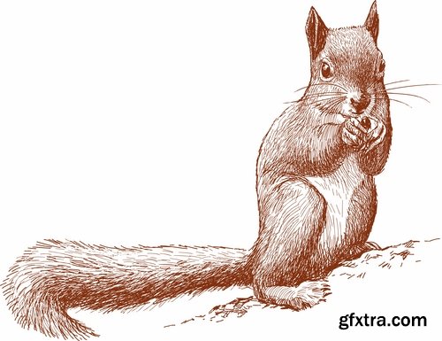 Collection squirrel rodent vector image 25 EPS