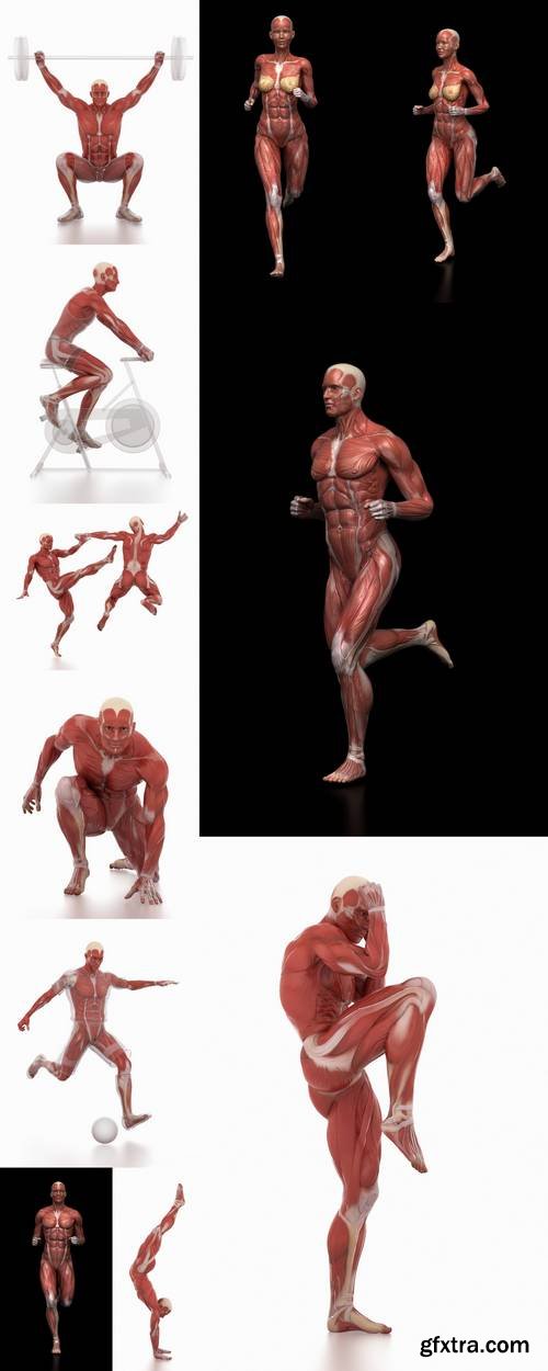 Anatomy Muscle Map