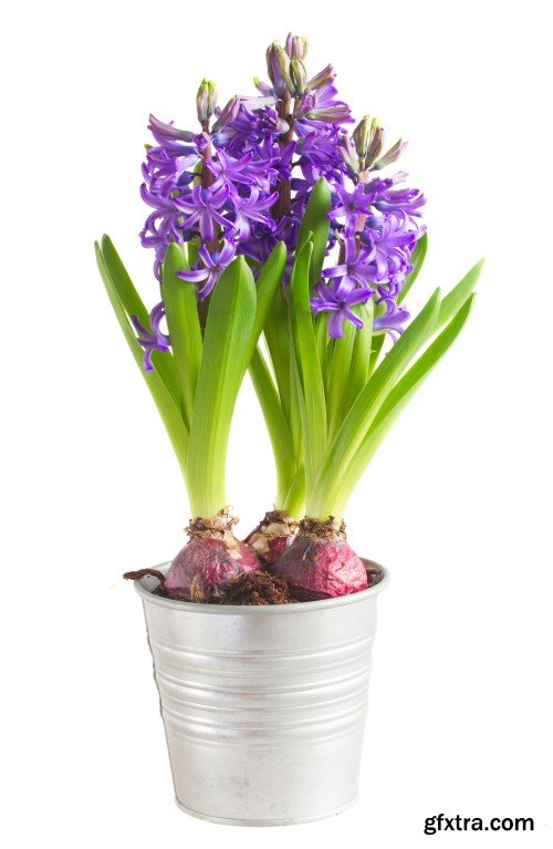 Spring flowers, hyacinths, crocuses and tulips