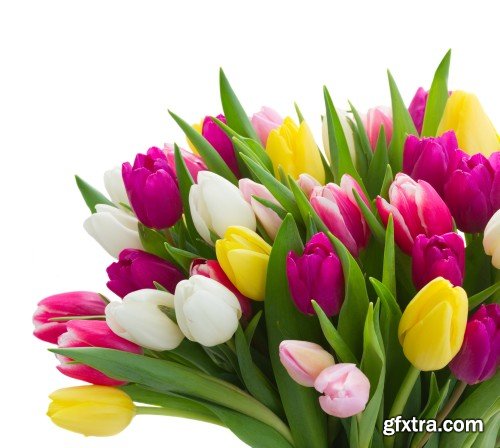 Spring flowers, hyacinths, crocuses and tulips