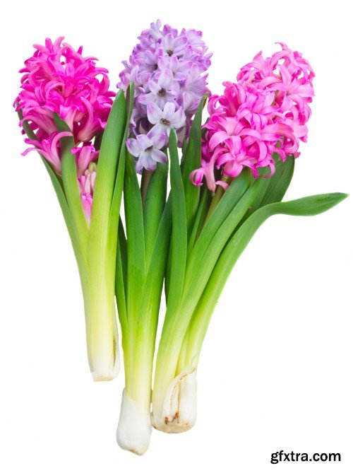 Spring flowers, hyacinths, crocuses and tulips