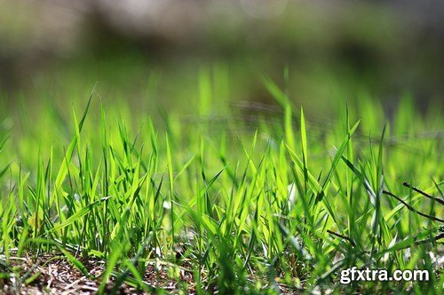 Green Grass - 11 x JPEGs