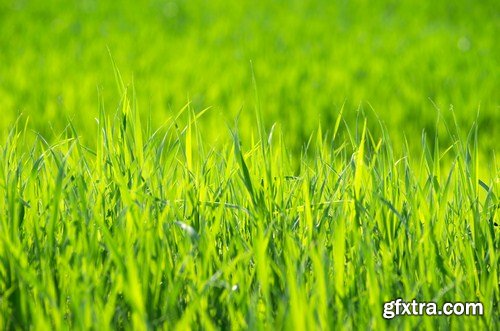 Green Grass - 11 x JPEGs