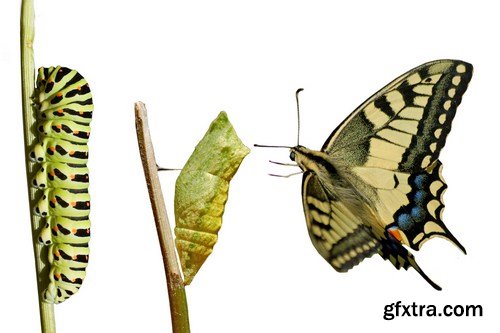 Metamorphosis 10X JPEG