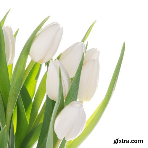 Beautiful tulips, spring flowers