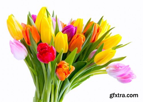 Beautiful tulips, spring flowers