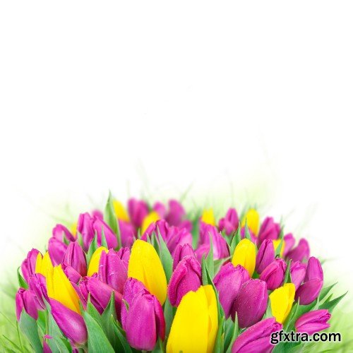 Beautiful tulips, spring flowers