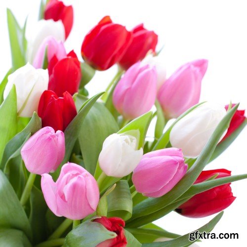 Beautiful tulips, spring flowers