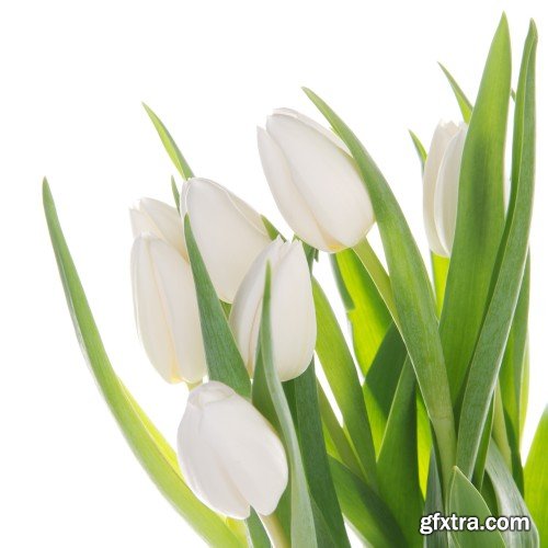 Beautiful tulips, spring flowers