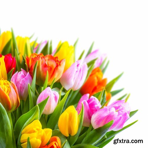 Beautiful tulips, spring flowers