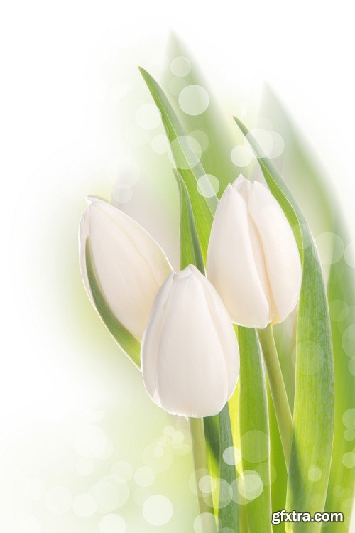 Beautiful tulips, spring flowers