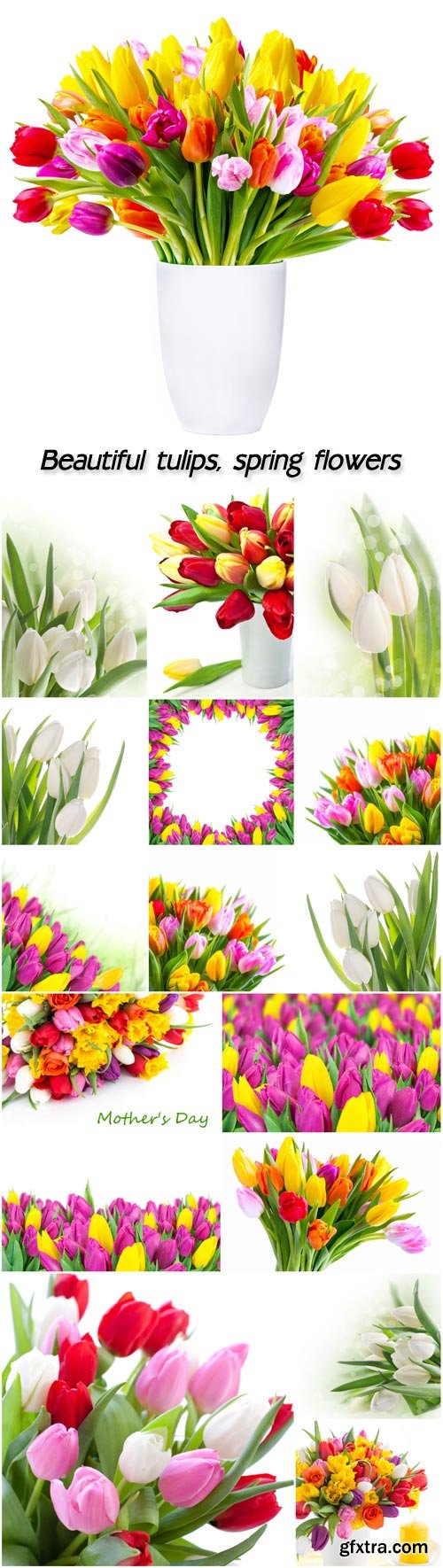 Beautiful tulips, spring flowers