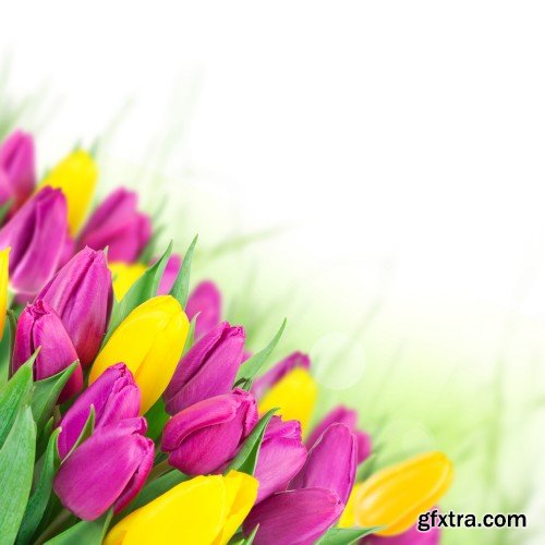 Beautiful tulips, spring flowers