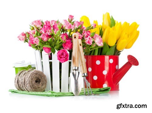 Gardening, flowers and gardening tools on a white background