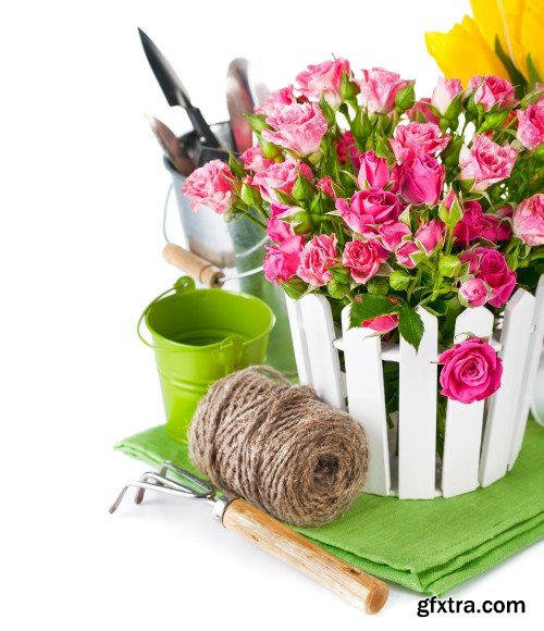 Gardening, flowers and gardening tools on a white background