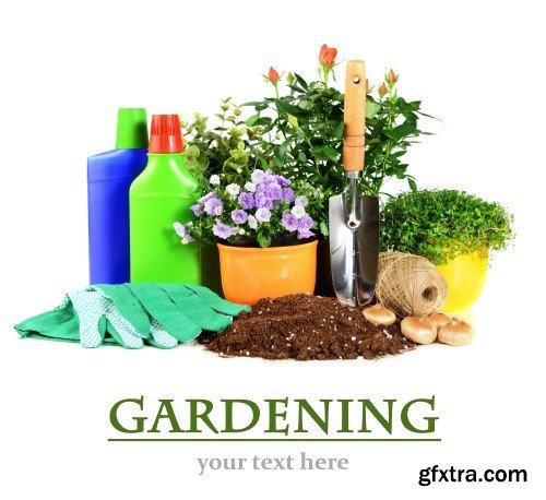 Gardening, flowers and gardening tools on a white background