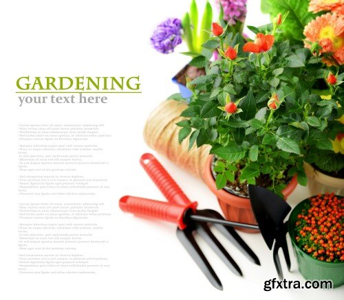 Gardening, flowers and gardening tools on a white background