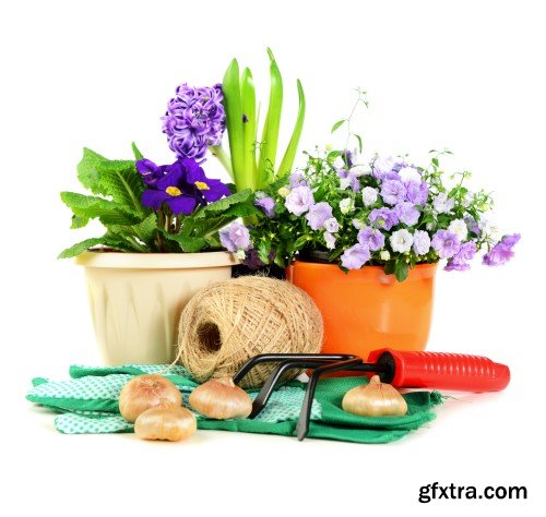 Gardening, flowers and gardening tools on a white background