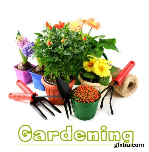 Gardening, flowers and gardening tools on a white background