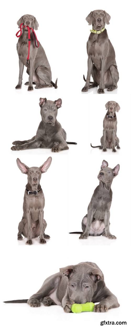 Thai Ridgeback Puppy Sitting on White