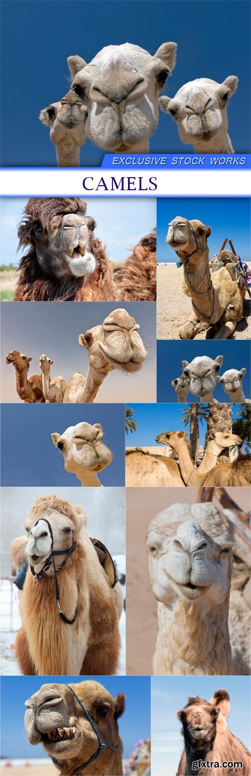 camels 10X JPEG